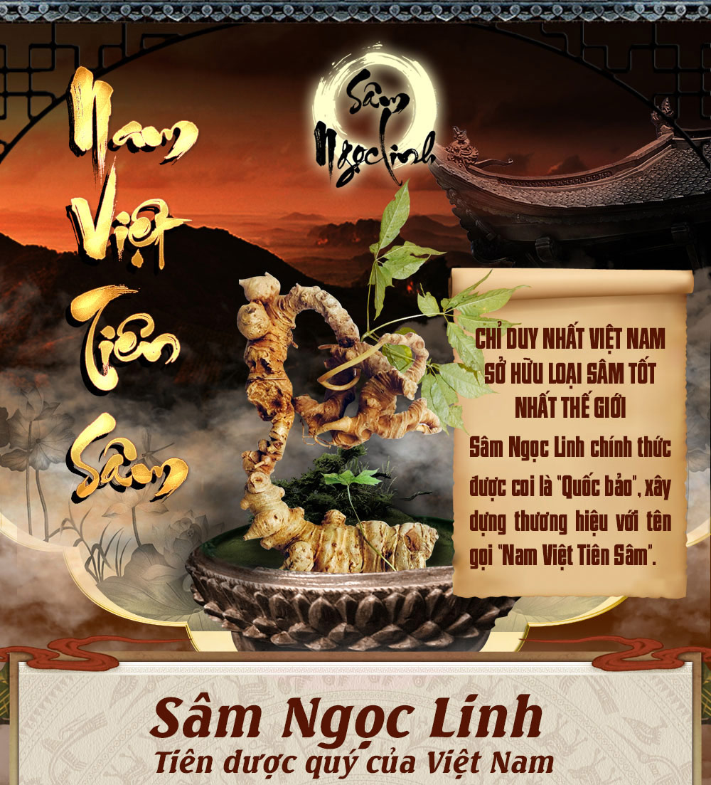 Hình ảnh sâm Ngọc Linh và Phân biệt sâm Thật giả Hình ảnh sâm Ngọc Linh và Phân biệt sâm Thật giả