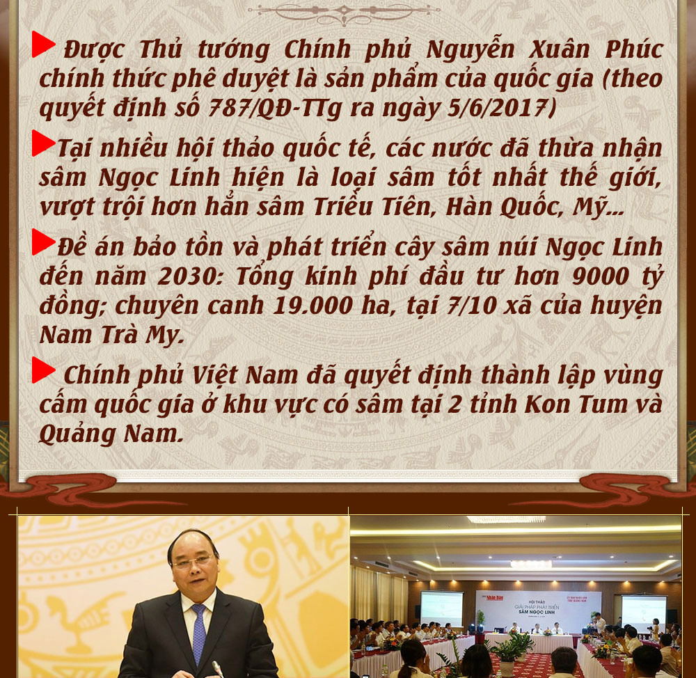 Hình ảnh sâm Ngọc Linh và Phân biệt sâm Thật giả Hình ảnh sâm Ngọc Linh và Phân biệt sâm Thật giả