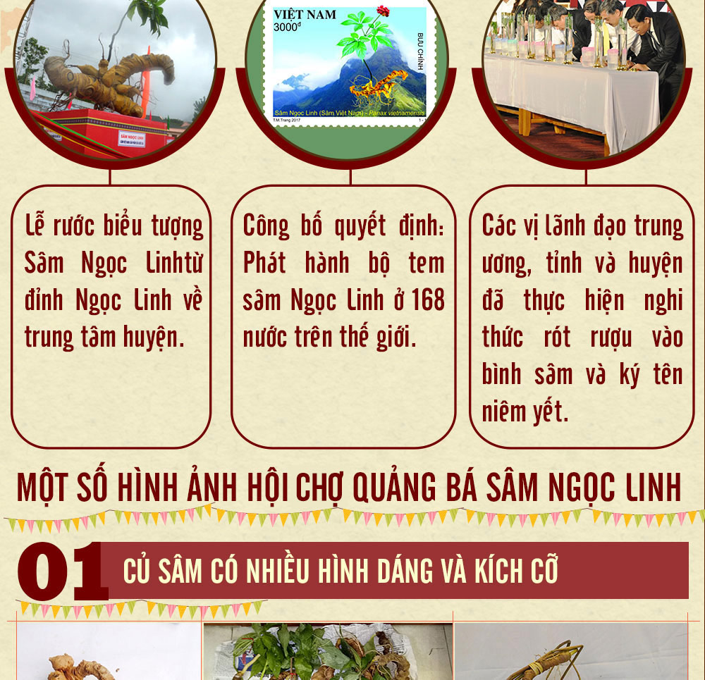 Hình ảnh sâm Ngọc Linh và Phân biệt sâm Thật giả Hình ảnh sâm Ngọc Linh và Phân biệt sâm Thật giả