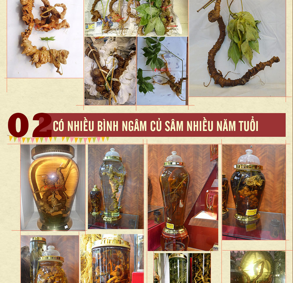 Hình ảnh sâm Ngọc Linh và Phân biệt sâm Thật giả Hình ảnh sâm Ngọc Linh và Phân biệt sâm Thật giả