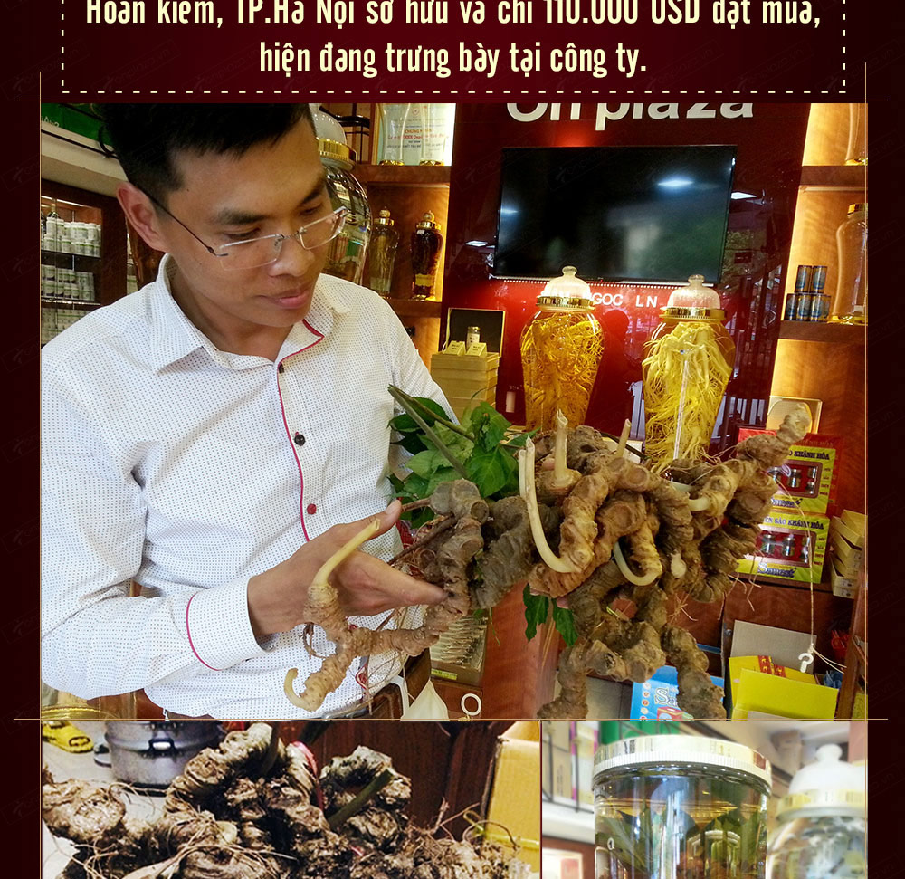Hình ảnh sâm Ngọc Linh và Phân biệt sâm Thật giả Hình ảnh sâm Ngọc Linh và Phân biệt sâm Thật giả