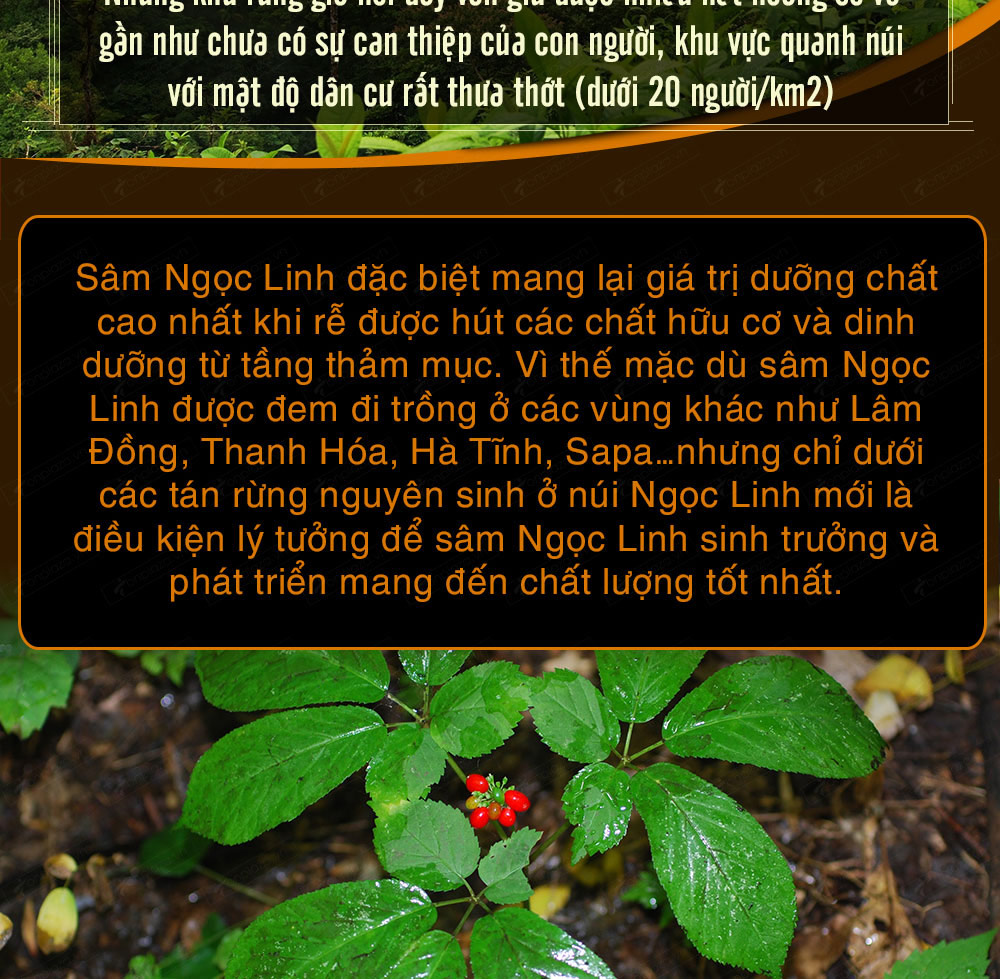 Hình ảnh sâm Ngọc Linh và Phân biệt sâm Thật giả Hình ảnh sâm Ngọc Linh và Phân biệt sâm Thật giả