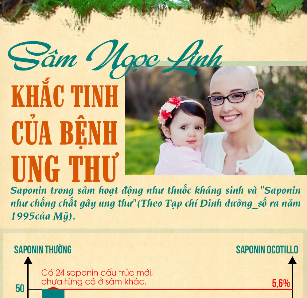Hình ảnh sâm Ngọc Linh và Phân biệt sâm Thật giả Hình ảnh sâm Ngọc Linh và Phân biệt sâm Thật giả