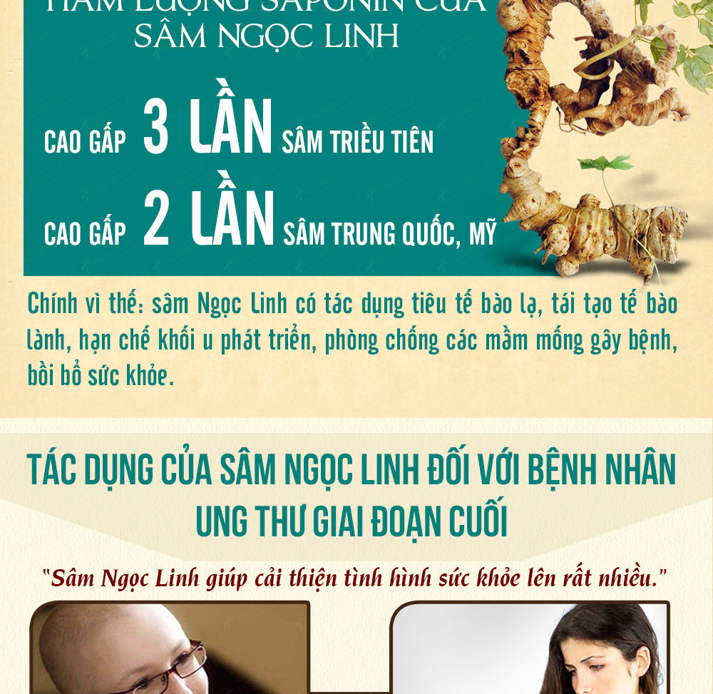Hình ảnh sâm Ngọc Linh và Phân biệt sâm Thật giả Hình ảnh sâm Ngọc Linh và Phân biệt sâm Thật giả