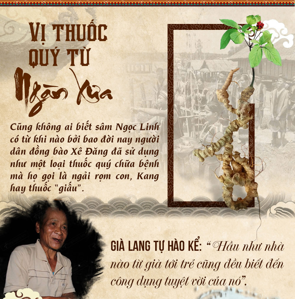Hình ảnh sâm Ngọc Linh và Phân biệt sâm Thật giả Hình ảnh sâm Ngọc Linh và Phân biệt sâm Thật giả
