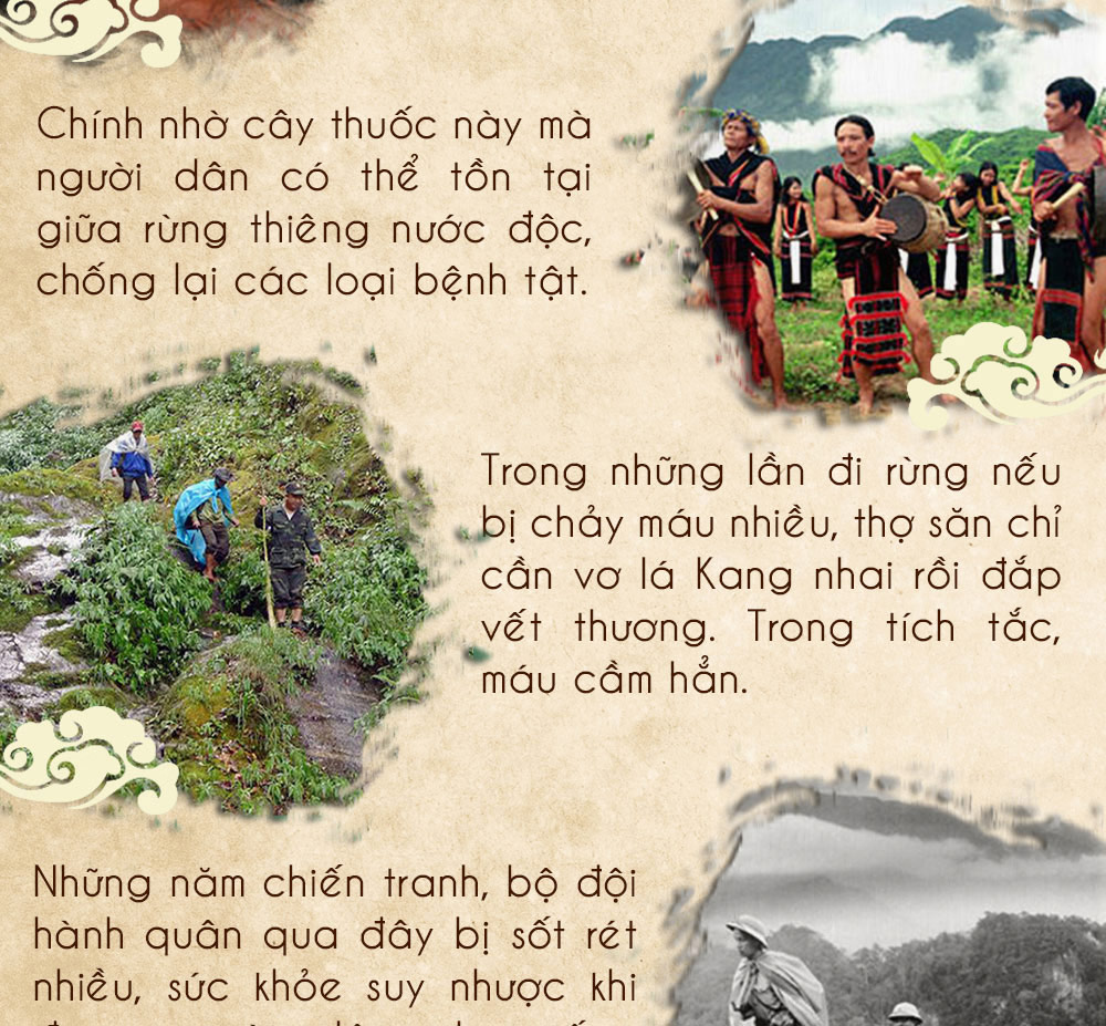 Hình ảnh sâm Ngọc Linh và Phân biệt sâm Thật giả Hình ảnh sâm Ngọc Linh và Phân biệt sâm Thật giả
