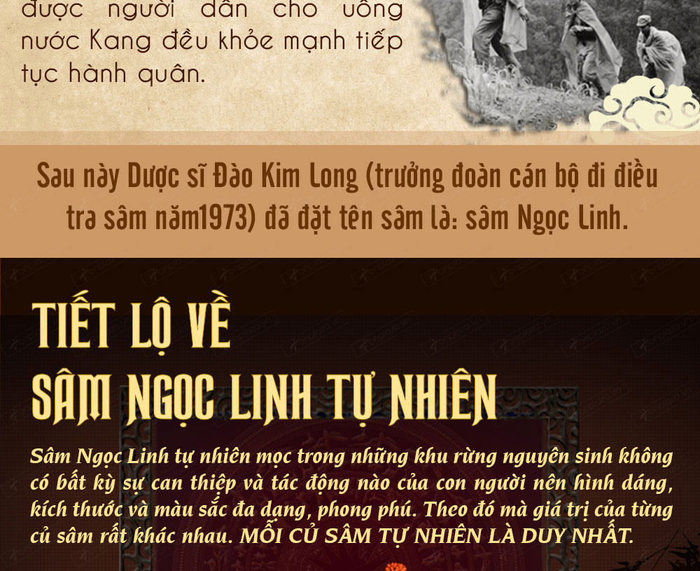 Hình ảnh sâm Ngọc Linh và Phân biệt sâm Thật giả Hình ảnh sâm Ngọc Linh và Phân biệt sâm Thật giả