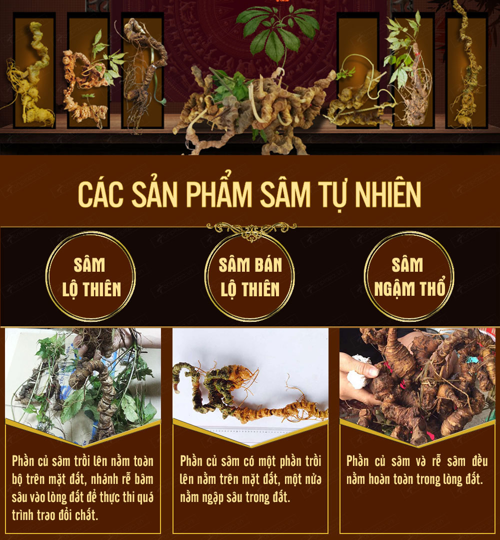 Hình ảnh sâm Ngọc Linh và Phân biệt sâm Thật giả Hình ảnh sâm Ngọc Linh và Phân biệt sâm Thật giả