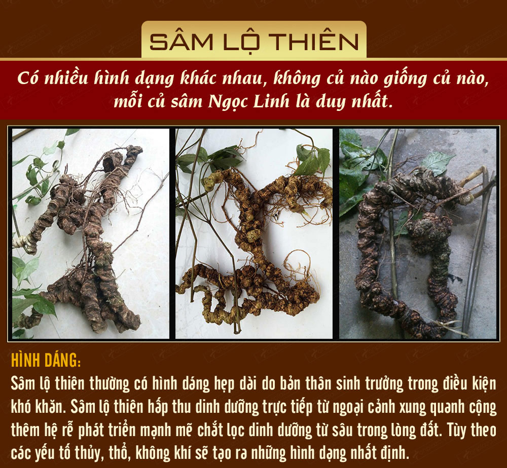Hình ảnh sâm Ngọc Linh và Phân biệt sâm Thật giả Hình ảnh sâm Ngọc Linh và Phân biệt sâm Thật giả