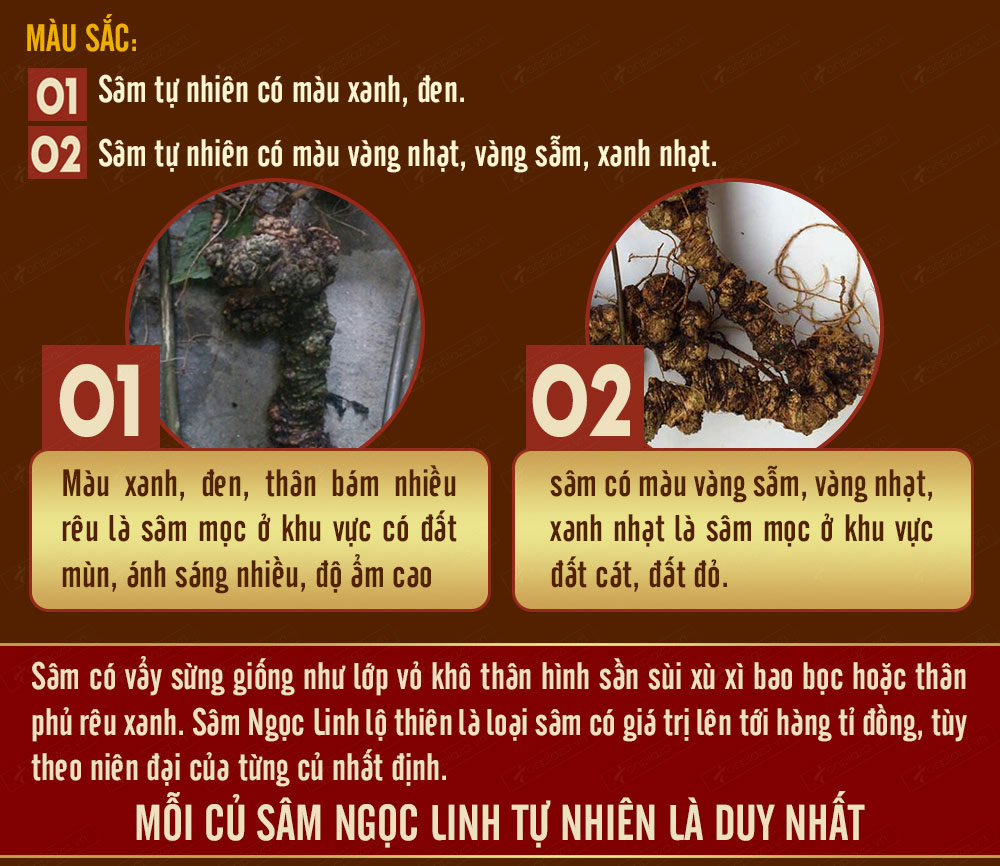 Hình ảnh sâm Ngọc Linh và Phân biệt sâm Thật giả Hình ảnh sâm Ngọc Linh và Phân biệt sâm Thật giả