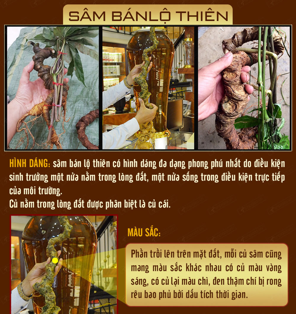 Hình ảnh sâm Ngọc Linh và Phân biệt sâm Thật giả Hình ảnh sâm Ngọc Linh và Phân biệt sâm Thật giả