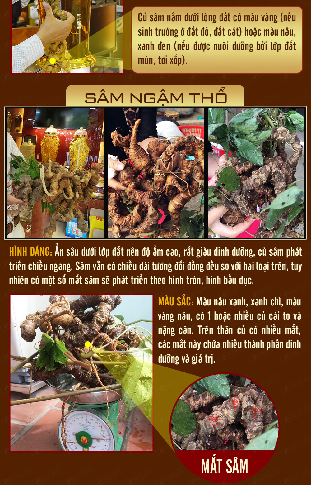 Hình ảnh sâm Ngọc Linh và Phân biệt sâm Thật giả Hình ảnh sâm Ngọc Linh và Phân biệt sâm Thật giả