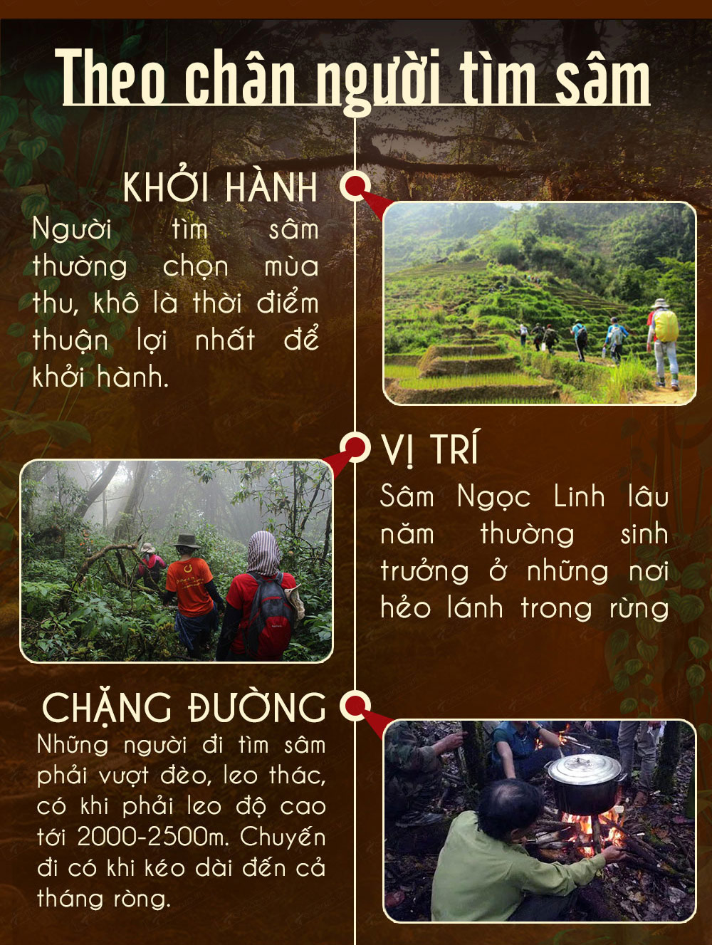 Hình ảnh sâm Ngọc Linh và Phân biệt sâm Thật giả Hình ảnh sâm Ngọc Linh và Phân biệt sâm Thật giả
