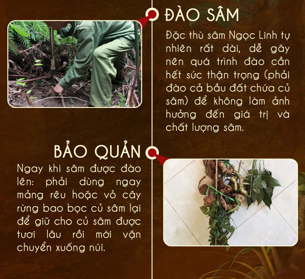 Hình ảnh sâm Ngọc Linh và Phân biệt sâm Thật giả Hình ảnh sâm Ngọc Linh và Phân biệt sâm Thật giả