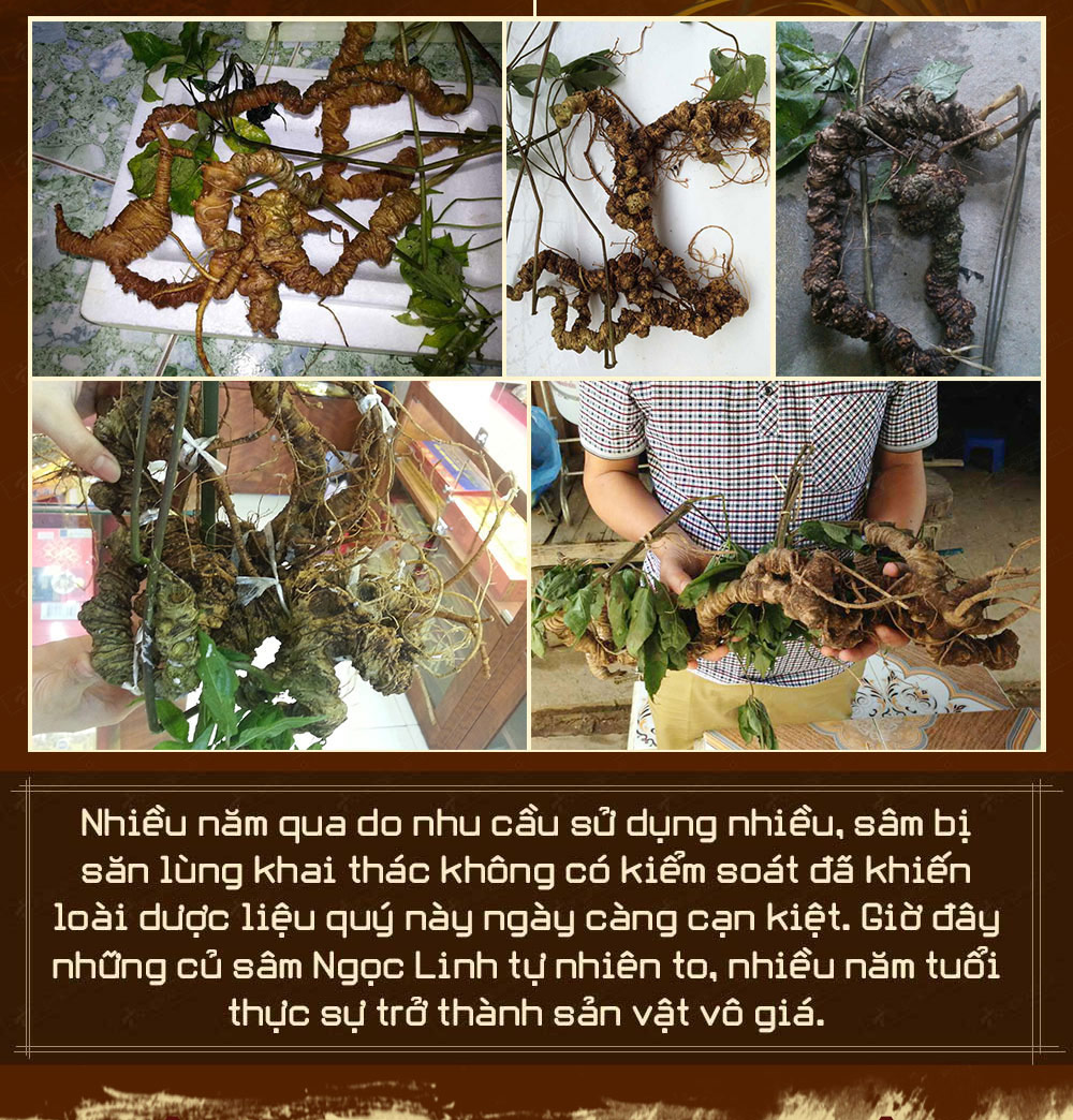 Hình ảnh sâm Ngọc Linh và Phân biệt sâm Thật giả Hình ảnh sâm Ngọc Linh và Phân biệt sâm Thật giả