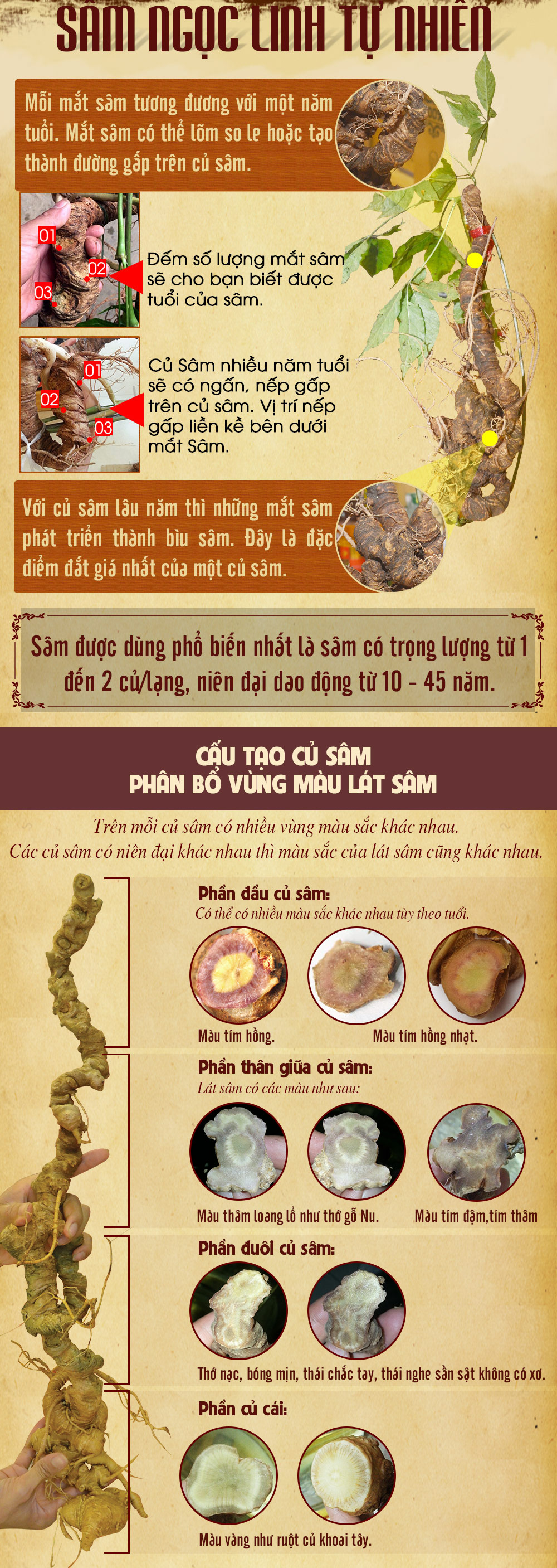 Hình ảnh sâm Ngọc Linh và Phân biệt sâm Thật giả Hình ảnh sâm Ngọc Linh và Phân biệt sâm Thật giả