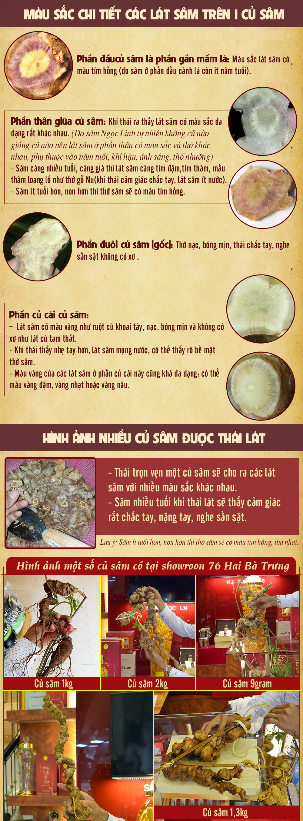 Hình ảnh sâm Ngọc Linh và Phân biệt sâm Thật giả Hình ảnh sâm Ngọc Linh và Phân biệt sâm Thật giả
