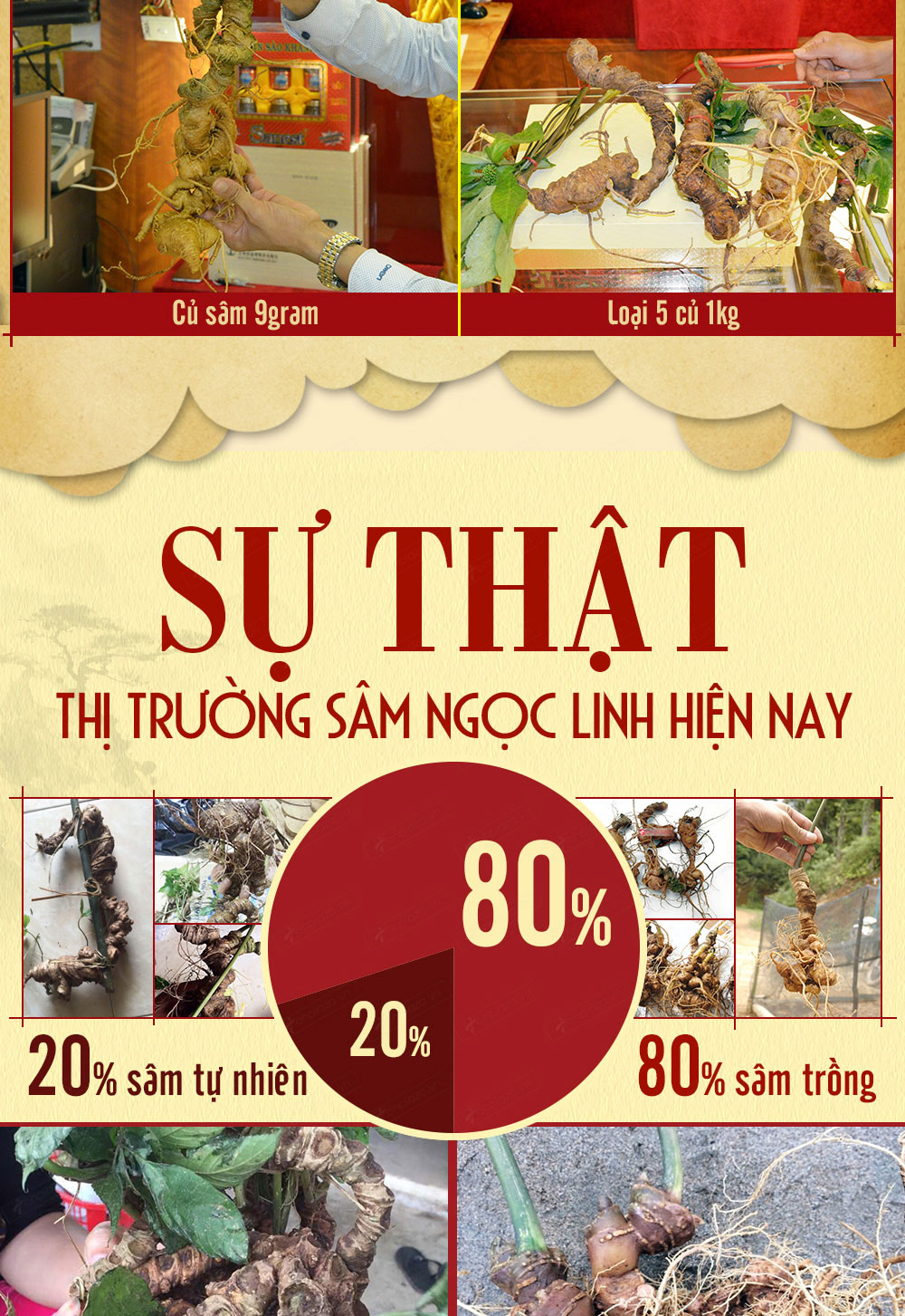 Hình ảnh sâm Ngọc Linh và Phân biệt sâm Thật giả Hình ảnh sâm Ngọc Linh và Phân biệt sâm Thật giả