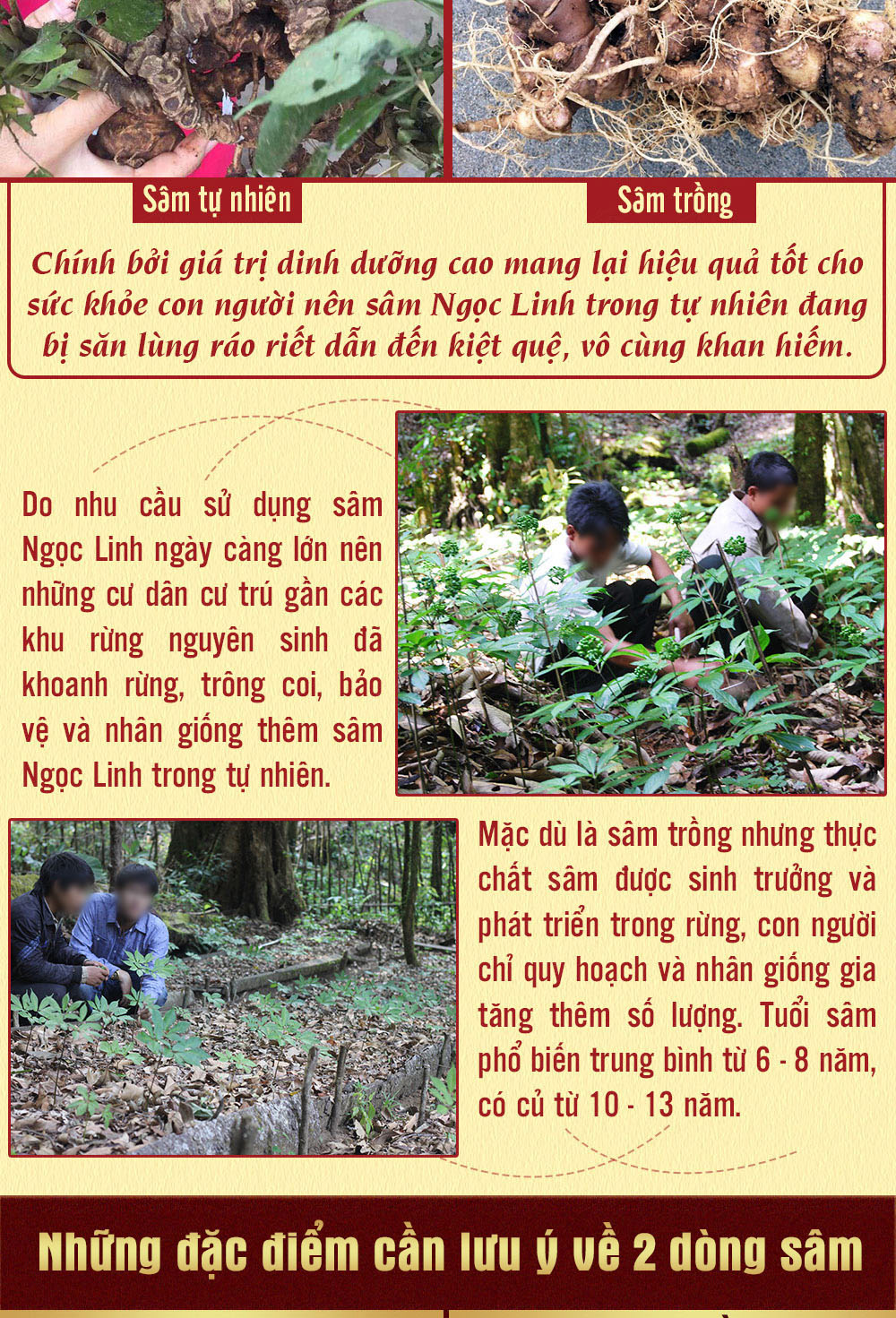 Hình ảnh sâm Ngọc Linh và Phân biệt sâm Thật giả Hình ảnh sâm Ngọc Linh và Phân biệt sâm Thật giả