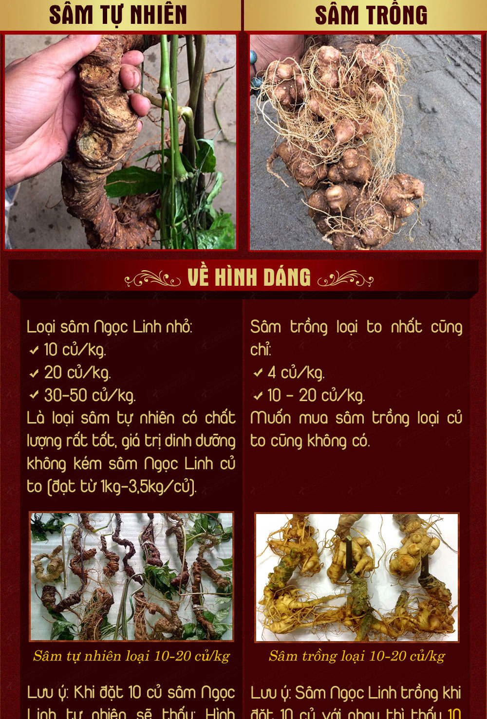 Hình ảnh sâm Ngọc Linh và Phân biệt sâm Thật giả Hình ảnh sâm Ngọc Linh và Phân biệt sâm Thật giả