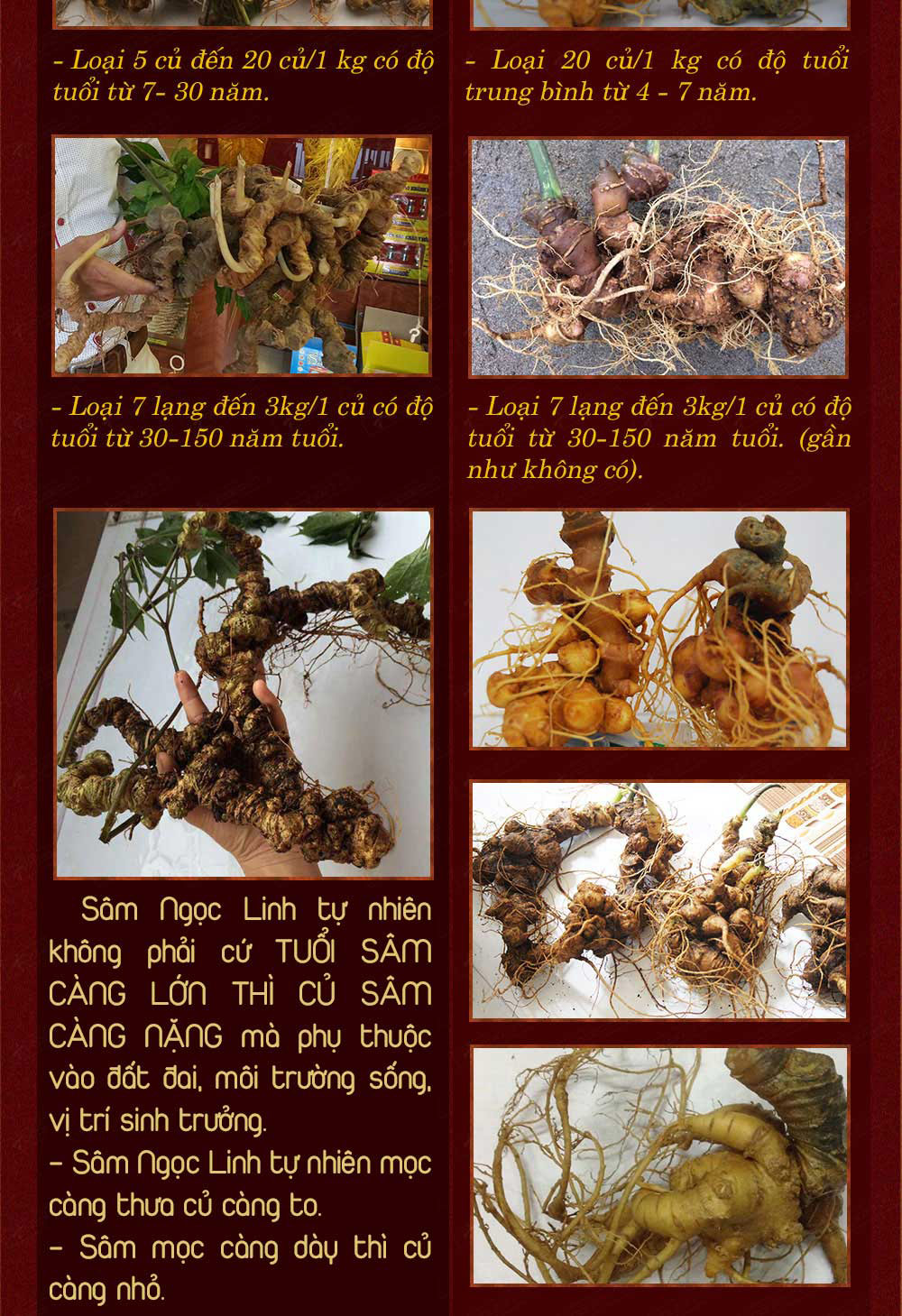 Hình ảnh sâm Ngọc Linh và Phân biệt sâm Thật giả Hình ảnh sâm Ngọc Linh và Phân biệt sâm Thật giả