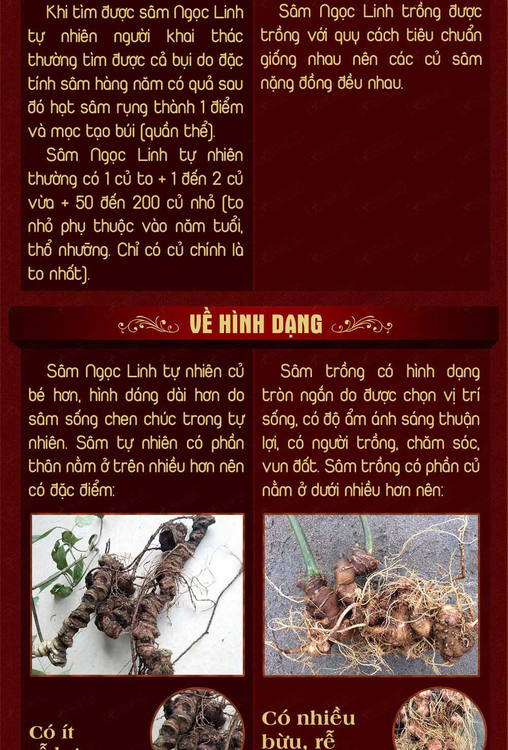 Hình ảnh sâm Ngọc Linh và Phân biệt sâm Thật giả Hình ảnh sâm Ngọc Linh và Phân biệt sâm Thật giả