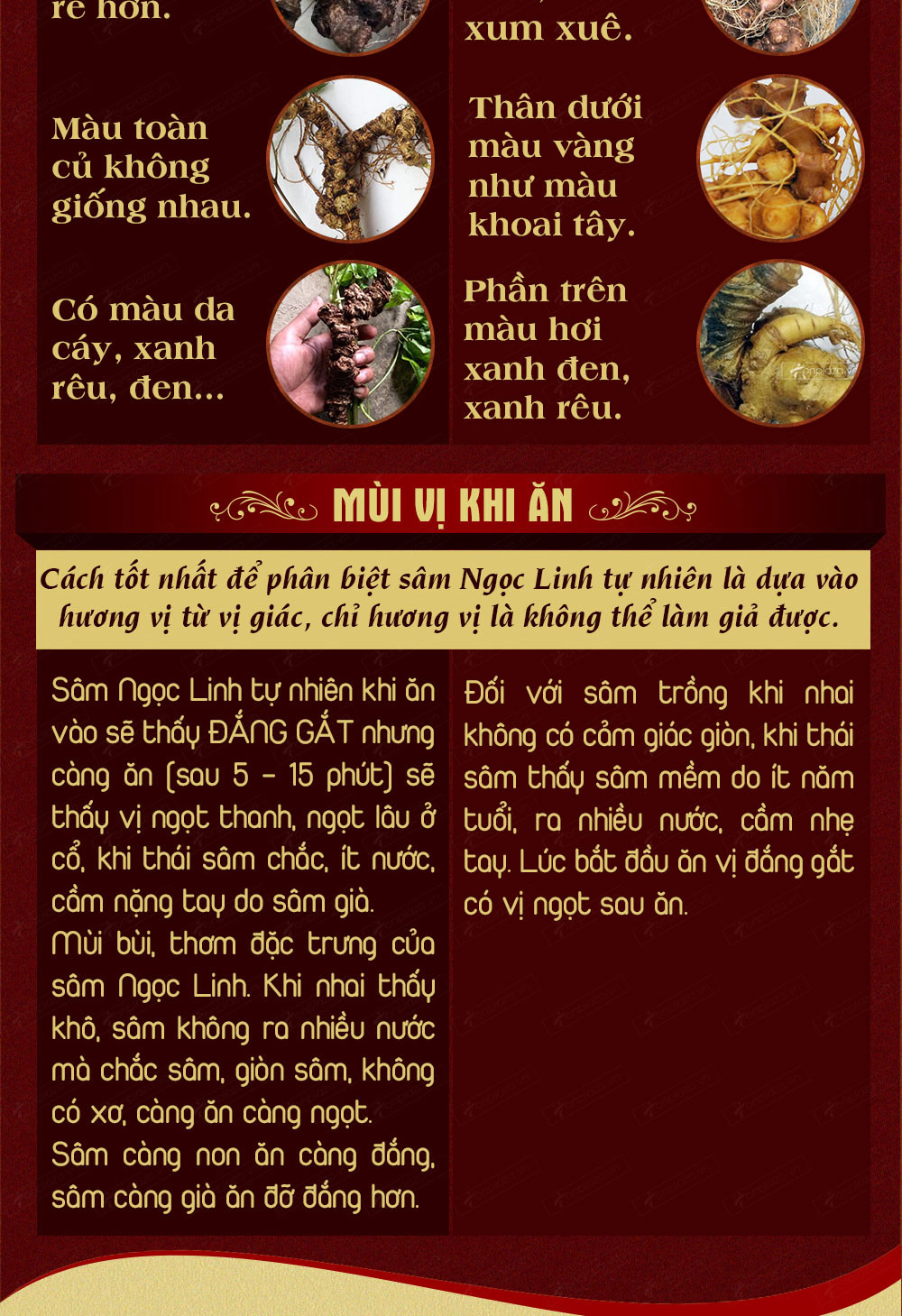 Hình ảnh sâm Ngọc Linh và Phân biệt sâm Thật giả Hình ảnh sâm Ngọc Linh và Phân biệt sâm Thật giả