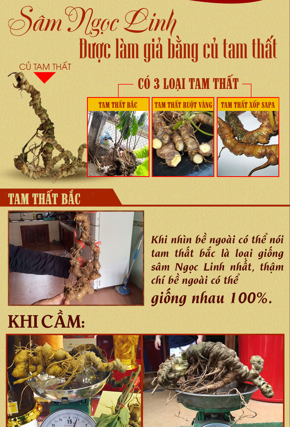Hình ảnh sâm Ngọc Linh và Phân biệt sâm Thật giả Hình ảnh sâm Ngọc Linh và Phân biệt sâm Thật giả