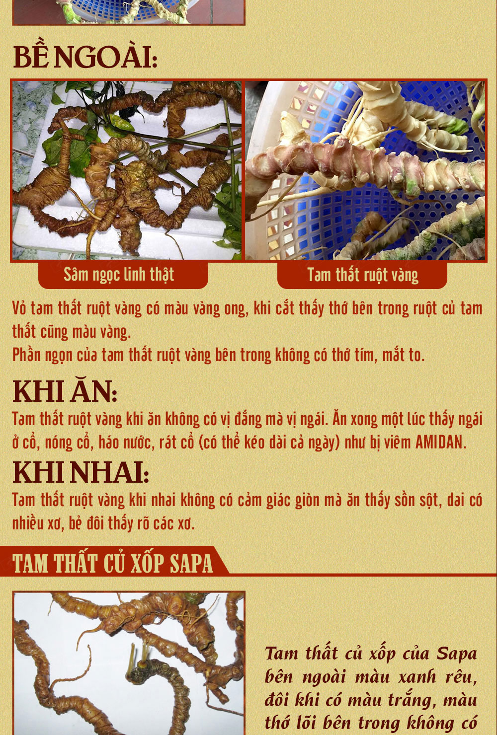 Hình ảnh sâm Ngọc Linh và Phân biệt sâm Thật giả Hình ảnh sâm Ngọc Linh và Phân biệt sâm Thật giả