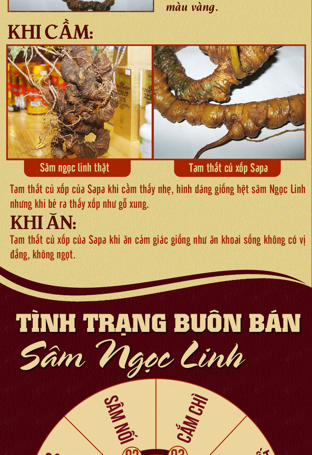 Hình ảnh sâm Ngọc Linh và Phân biệt sâm Thật giả Hình ảnh sâm Ngọc Linh và Phân biệt sâm Thật giả