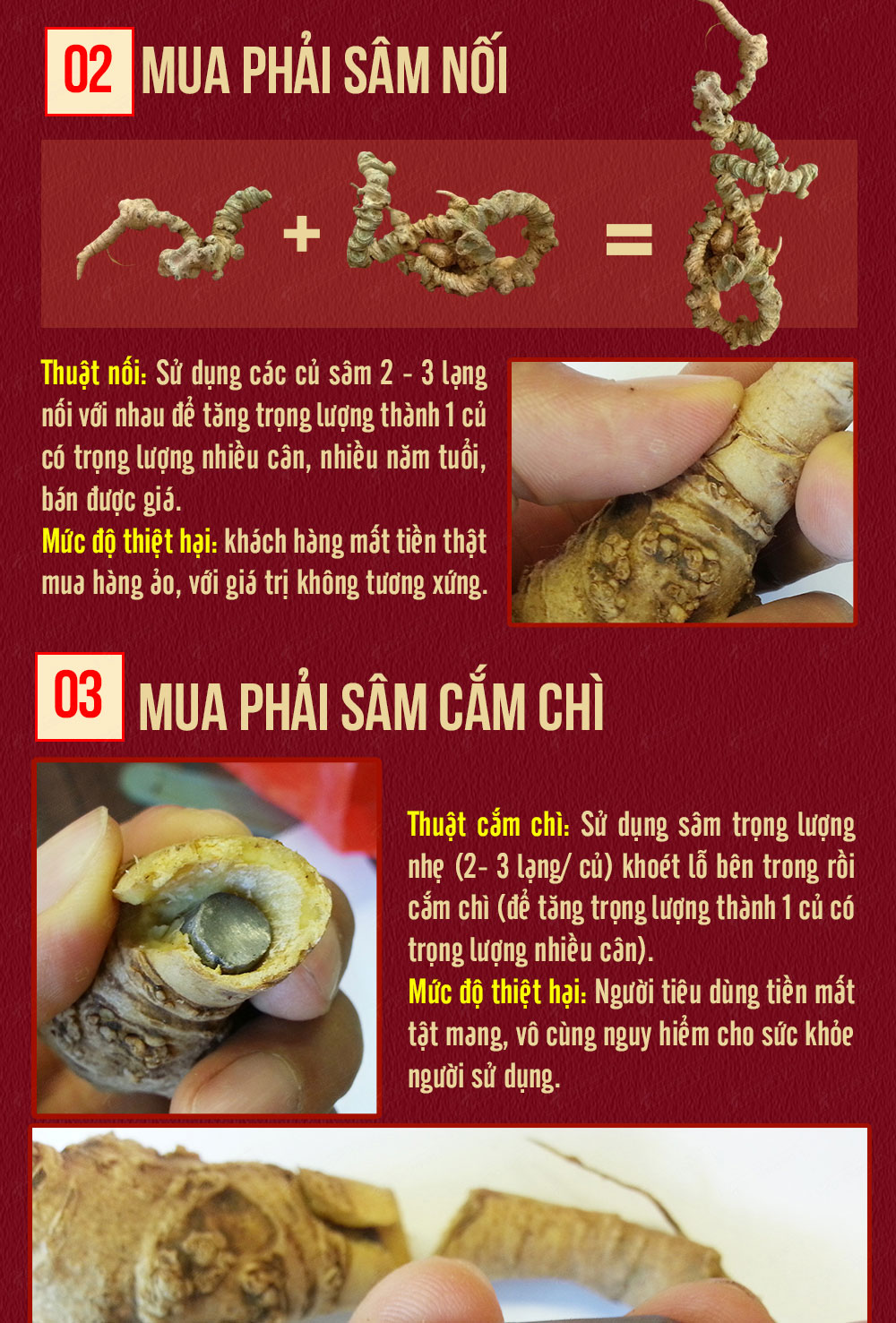 Hình ảnh sâm Ngọc Linh và Phân biệt sâm Thật giả Hình ảnh sâm Ngọc Linh và Phân biệt sâm Thật giả