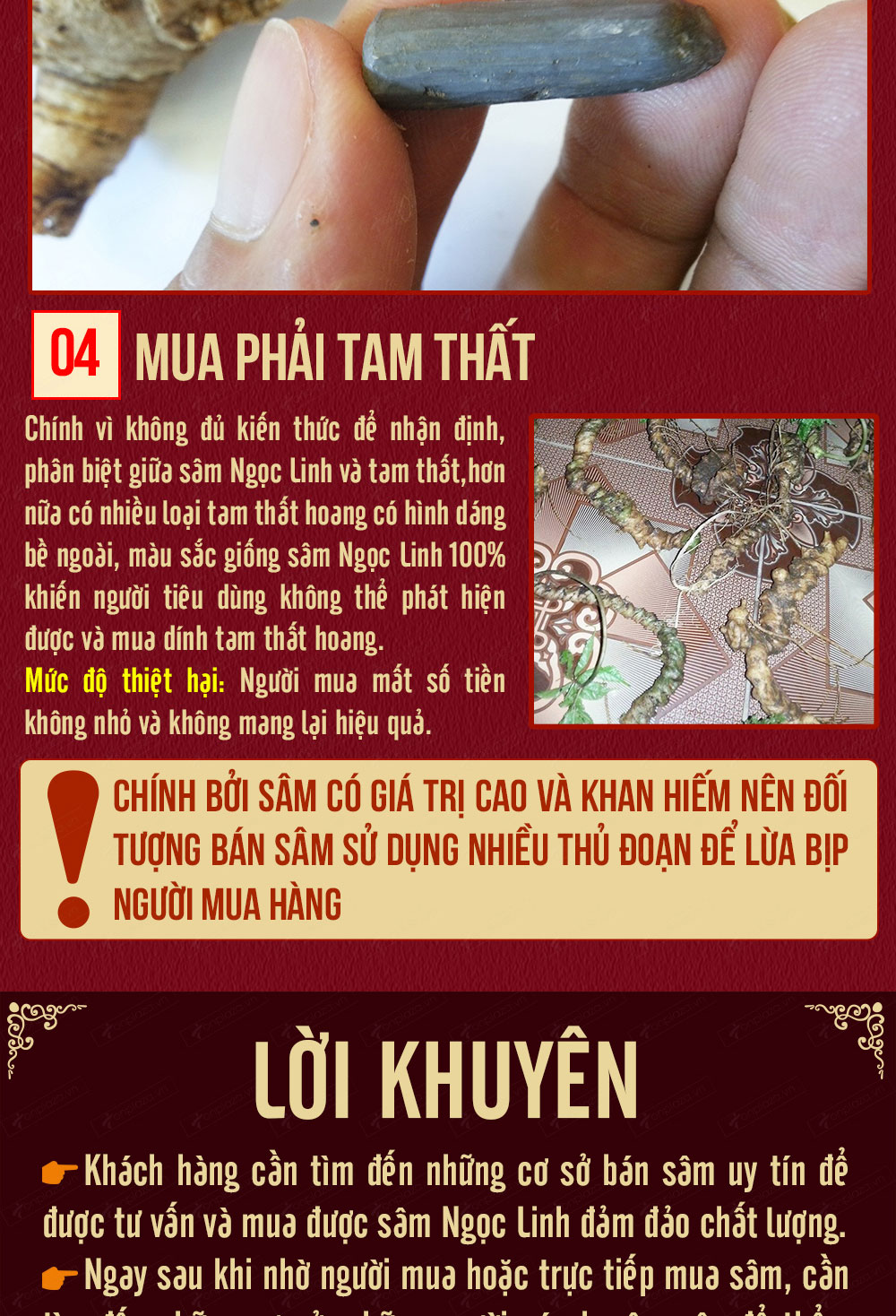 Hình ảnh sâm Ngọc Linh và Phân biệt sâm Thật giả Hình ảnh sâm Ngọc Linh và Phân biệt sâm Thật giả