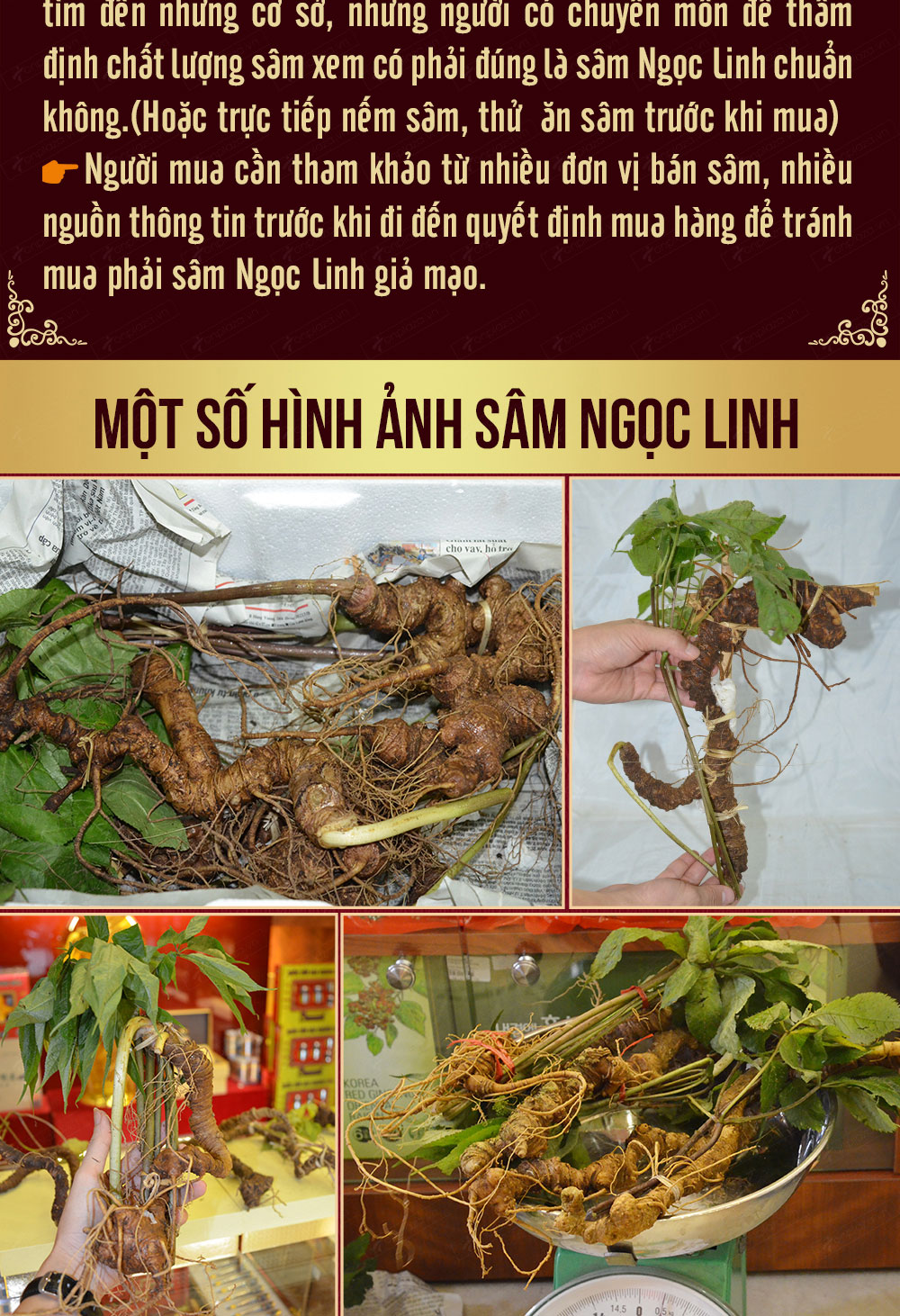 Hình ảnh sâm Ngọc Linh và Phân biệt sâm Thật giả Hình ảnh sâm Ngọc Linh và Phân biệt sâm Thật giả