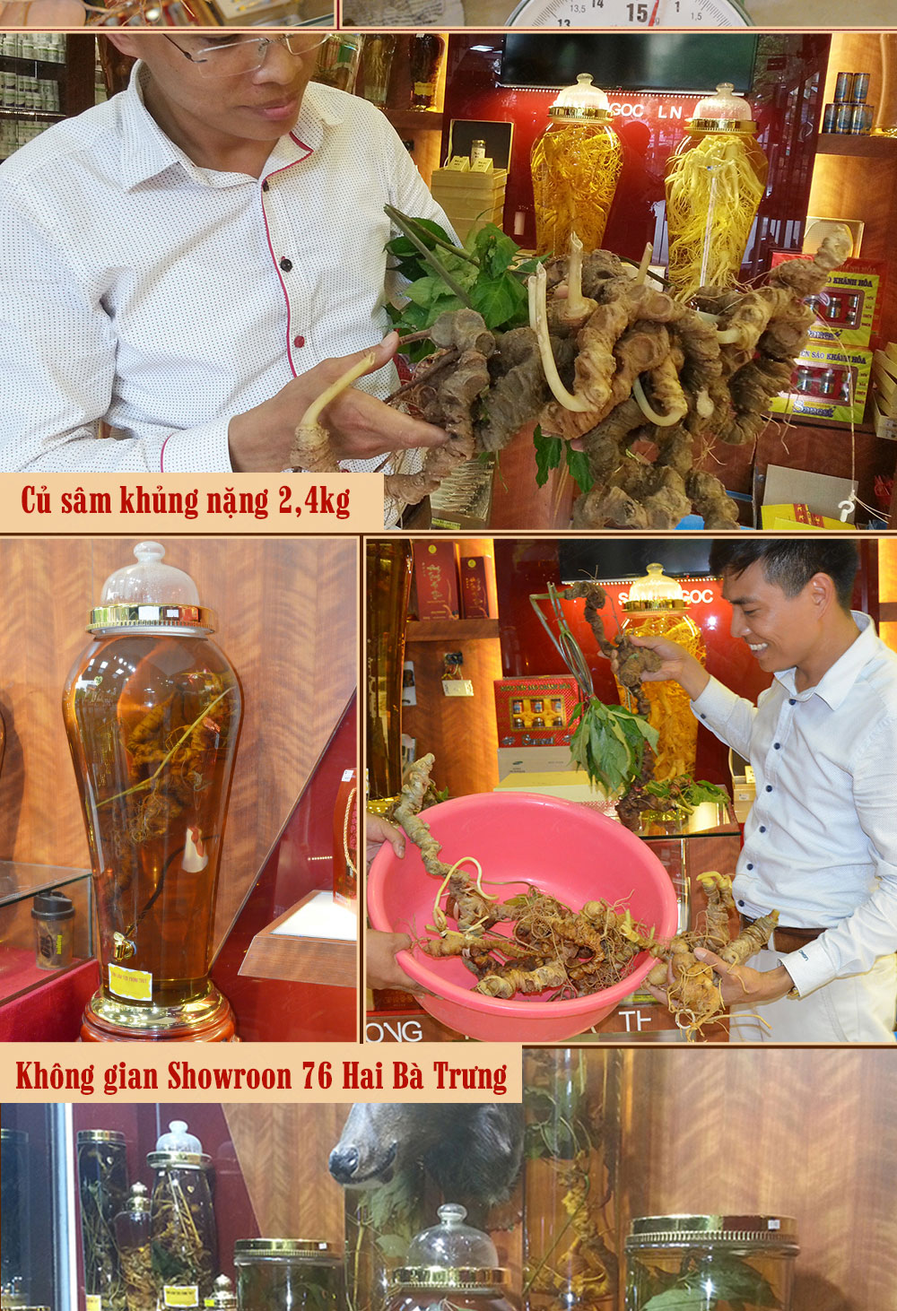 Hình ảnh sâm Ngọc Linh và Phân biệt sâm Thật giả Hình ảnh sâm Ngọc Linh và Phân biệt sâm Thật giả