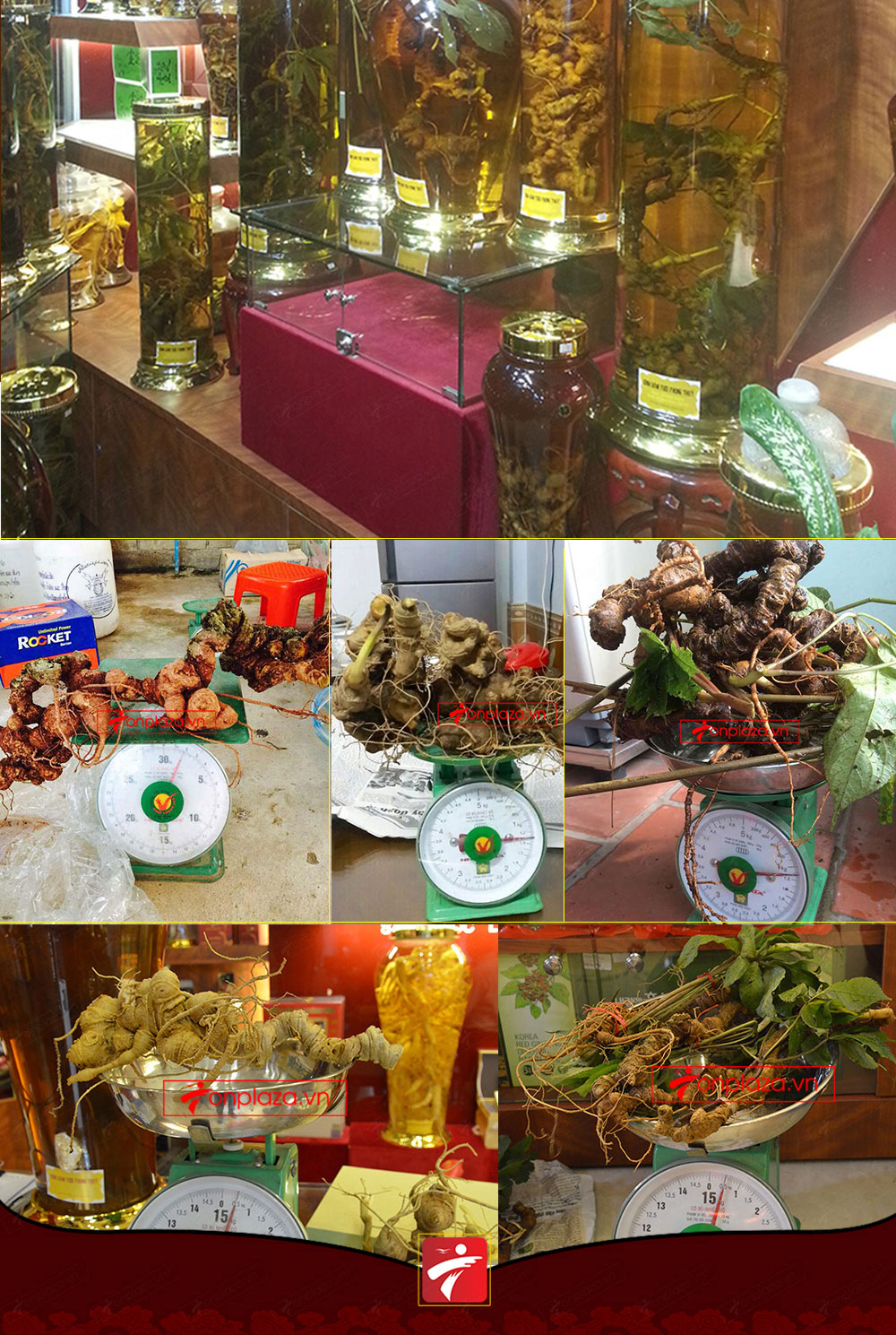 Hình ảnh sâm Ngọc Linh và Phân biệt sâm Thật giả Hình ảnh sâm Ngọc Linh và Phân biệt sâm Thật giả