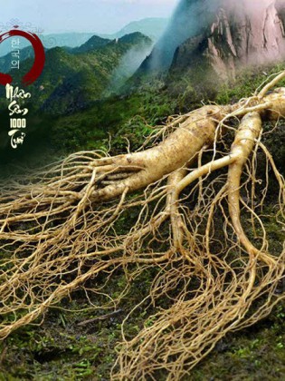 sam-tuoi-loai-nui-da-1000-nam-tu-nhien-trieu-tien-cu-to-.jpg