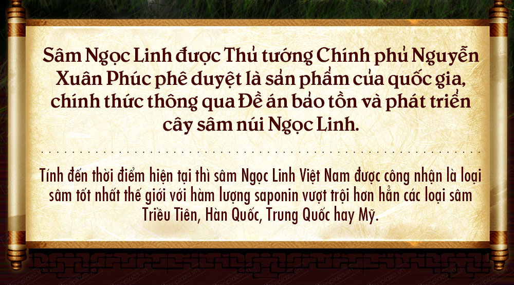 bình ngâm sâm ngọc linh tươi tự nhiên