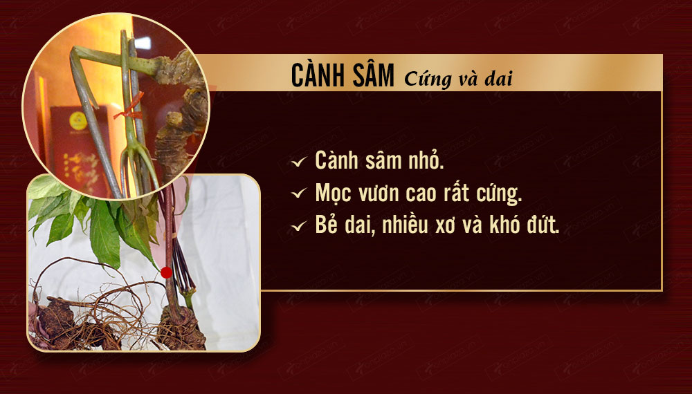 bình ngâm sâm ngọc linh tươi tự nhiên