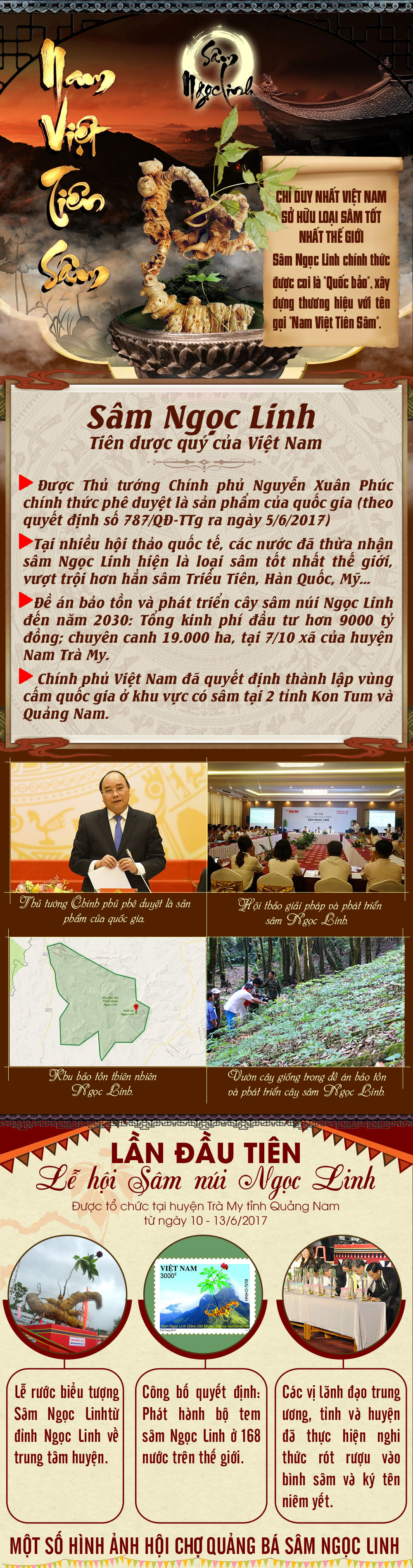 nhân sâm núi ngọc linh