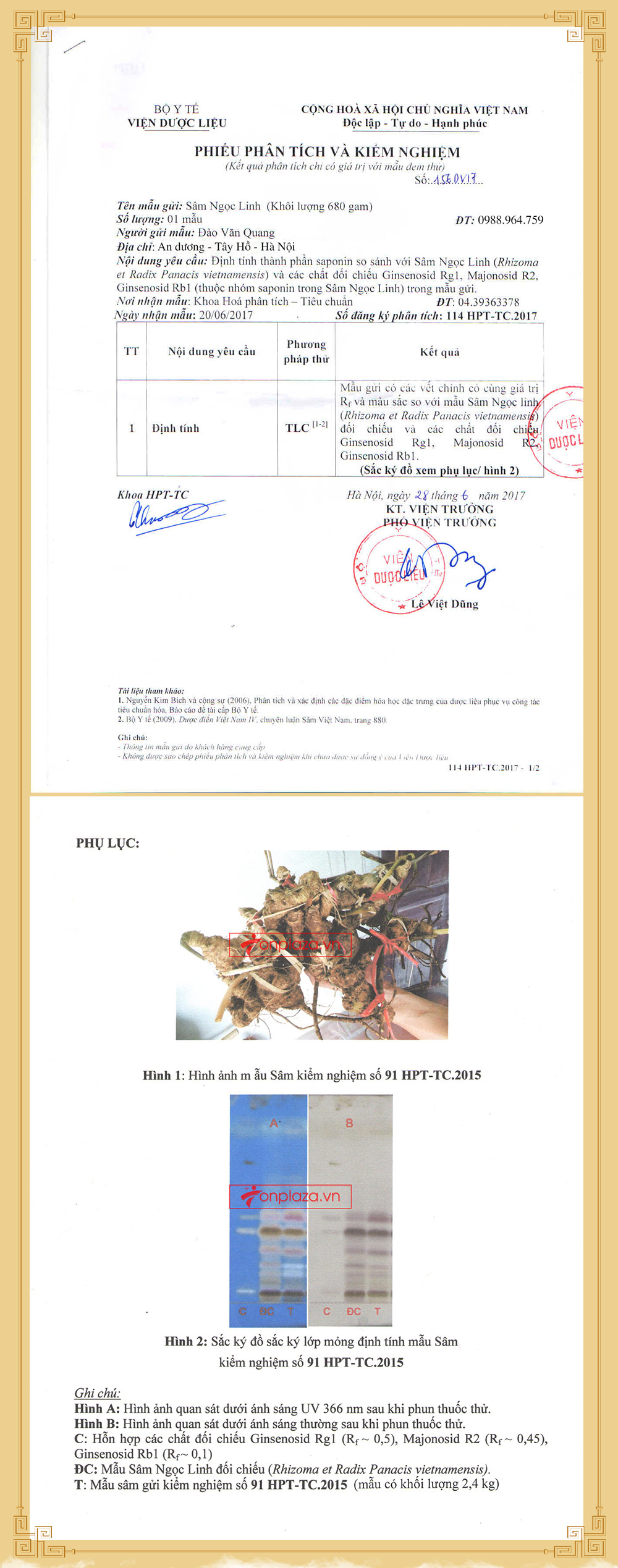 nhân sâm núi ngọc linh