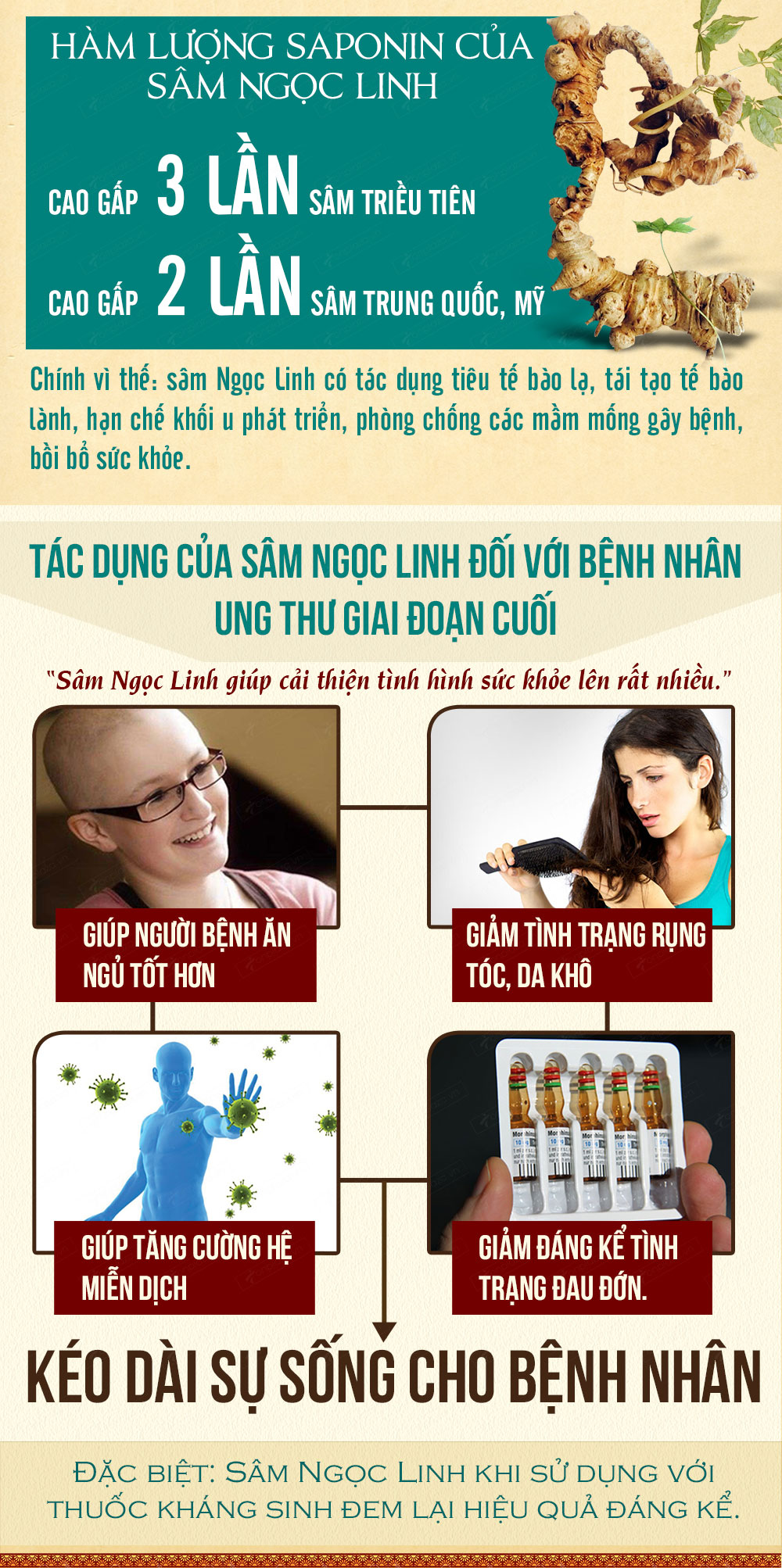 nhân sâm núi ngọc linh