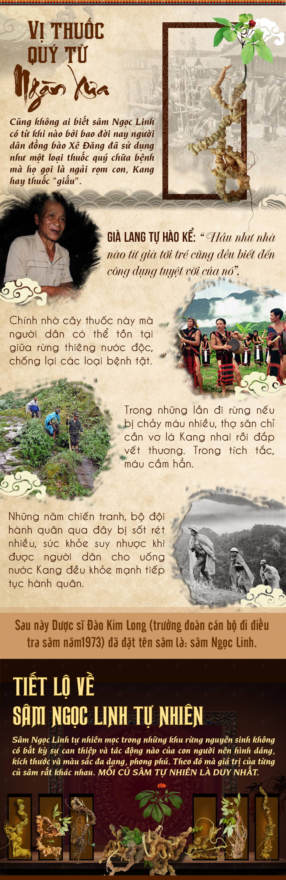 nhân sâm núi ngọc linh