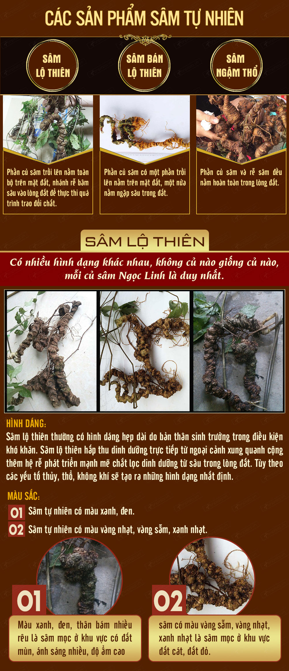 nhân sâm núi ngọc linh