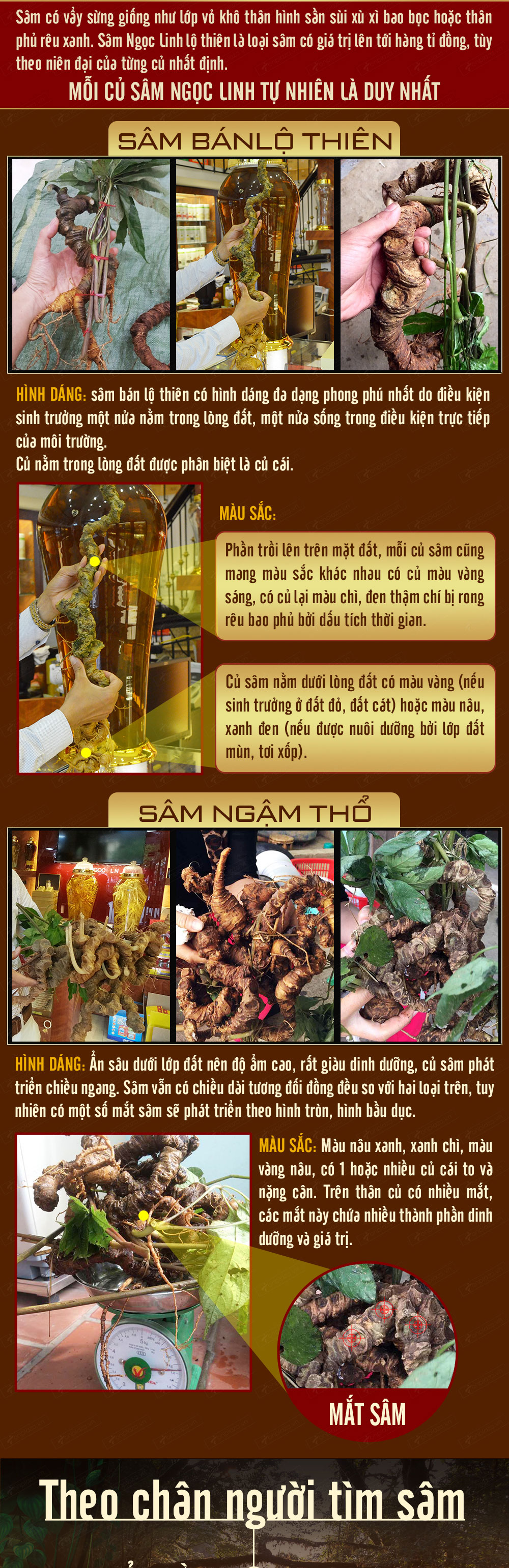 nhân sâm núi ngọc linh