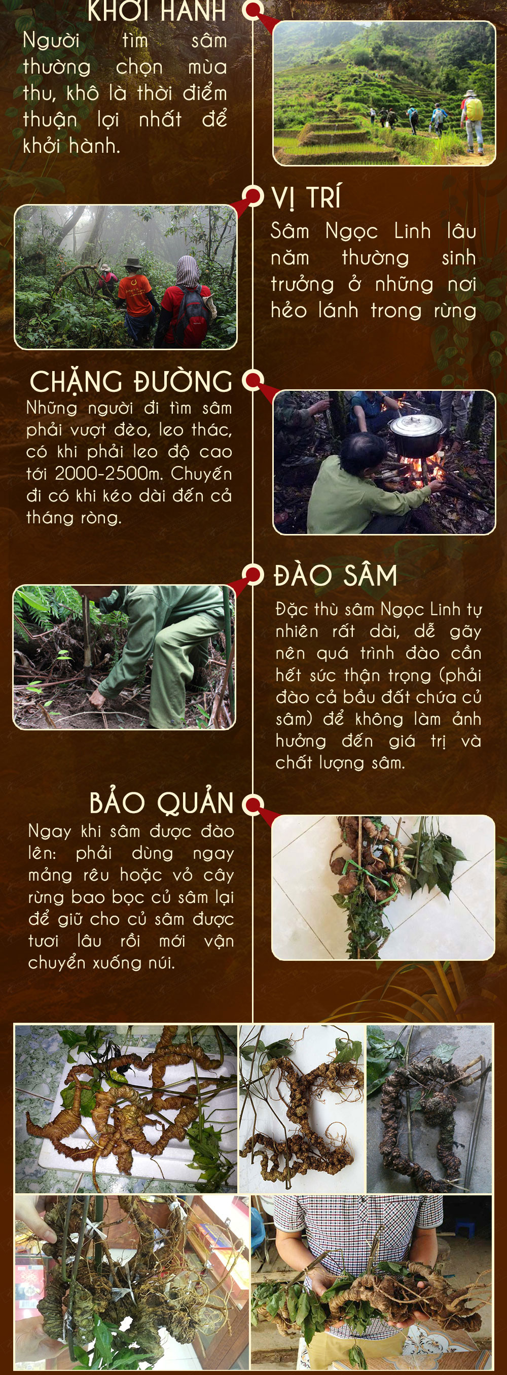 nhân sâm núi ngọc linh