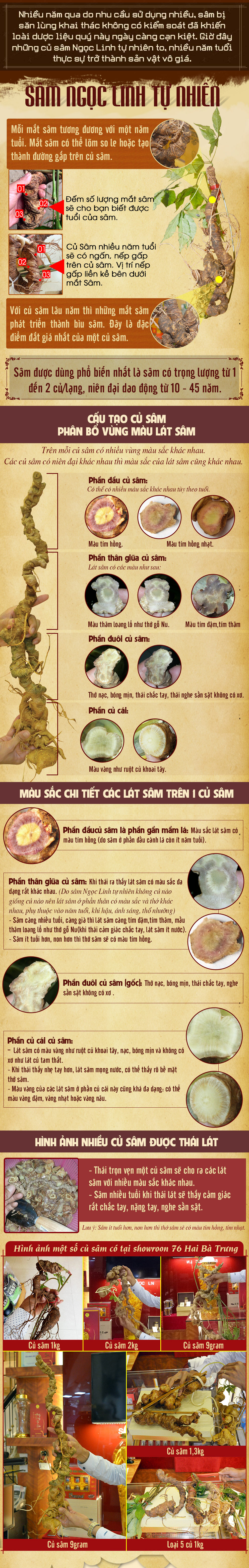 nhân sâm núi ngọc linh