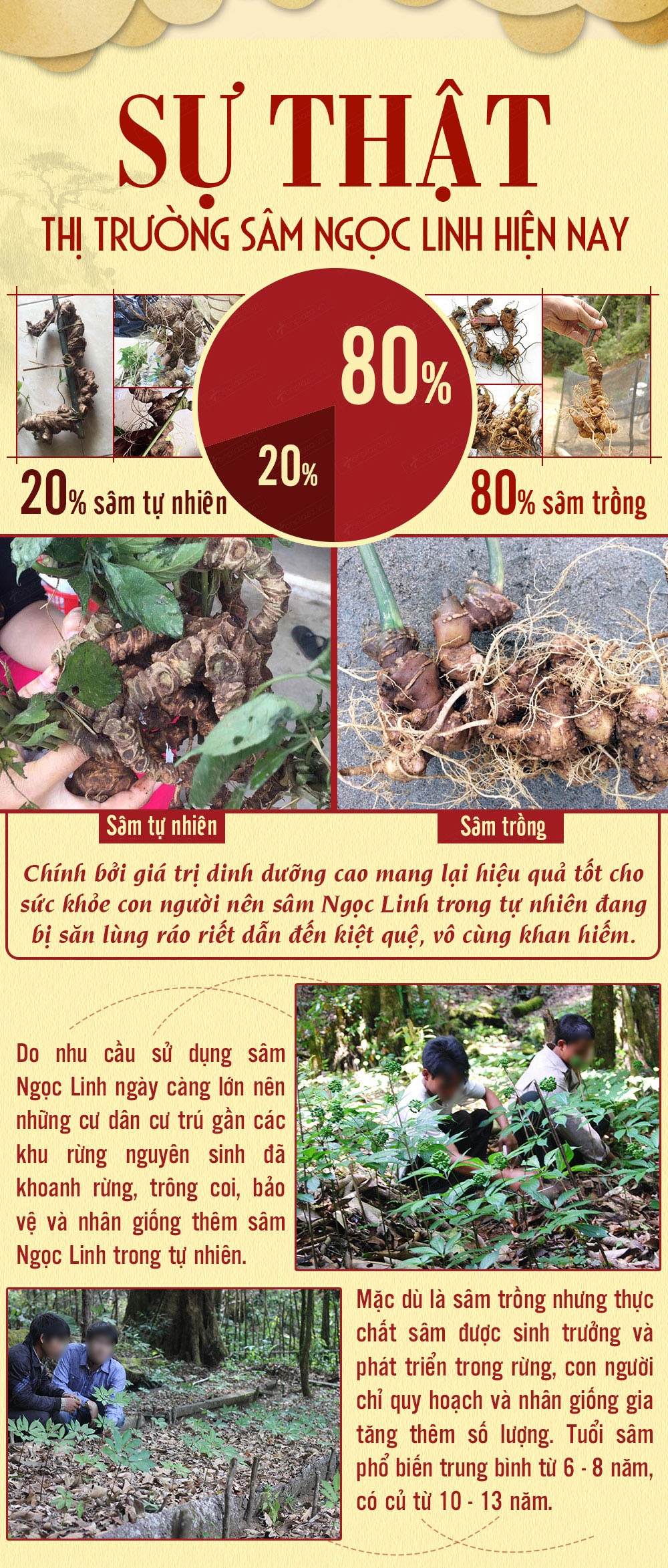 nhân sâm núi ngọc linh