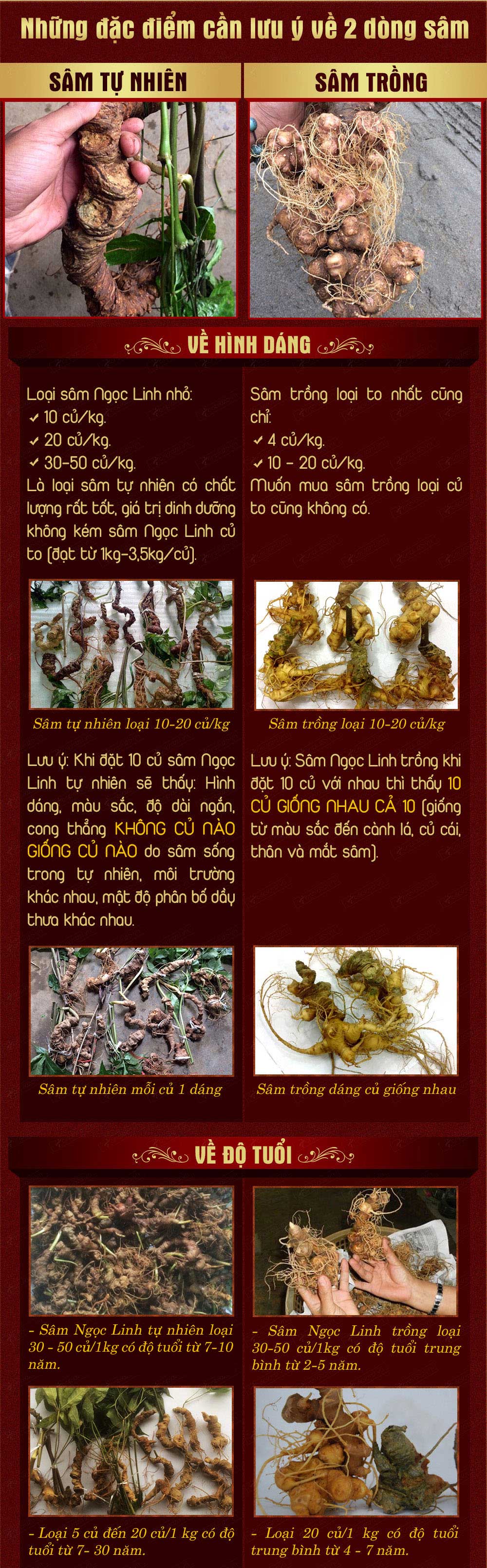 nhân sâm núi ngọc linh