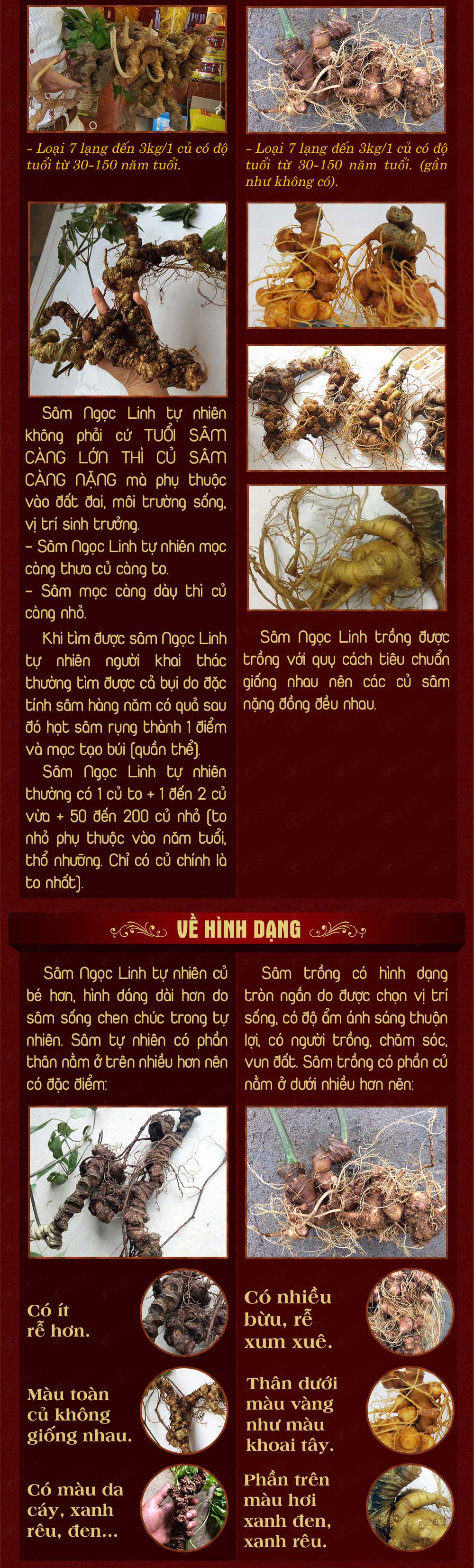 nhân sâm núi ngọc linh