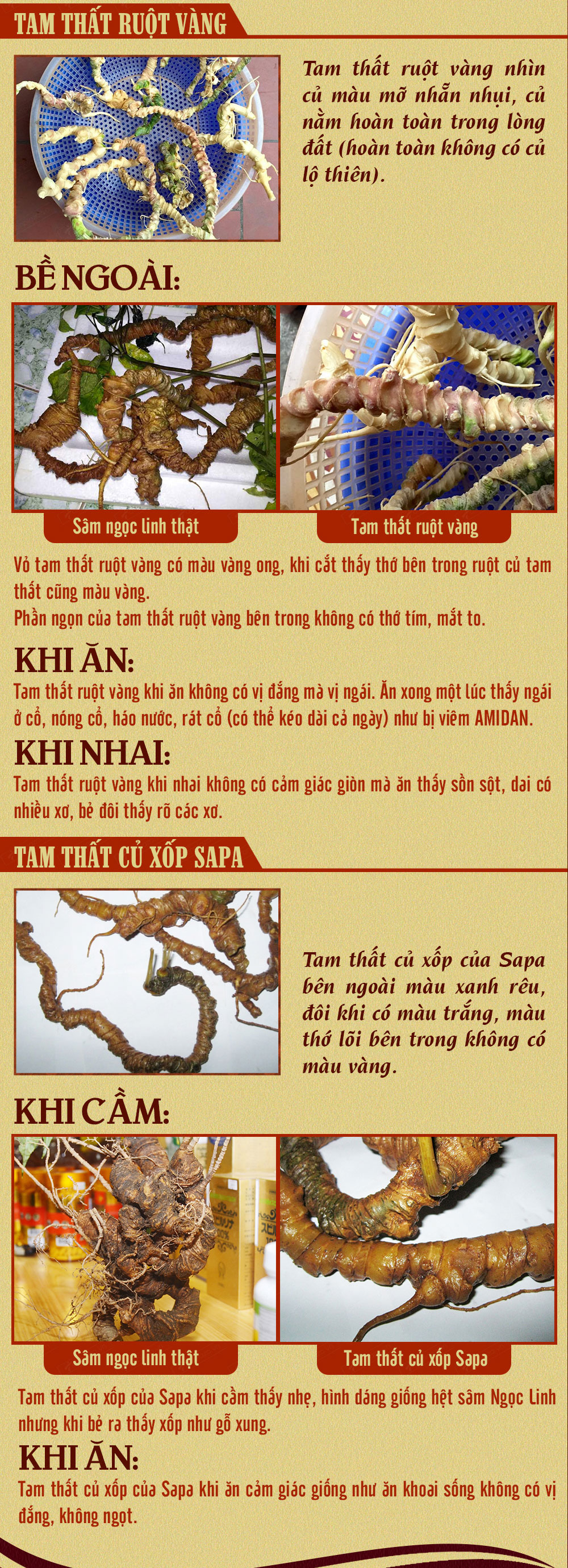 nhân sâm núi ngọc linh